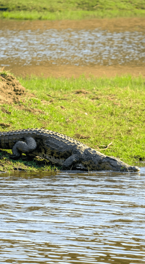 Crocodile Safari at the best resort in Guhagar