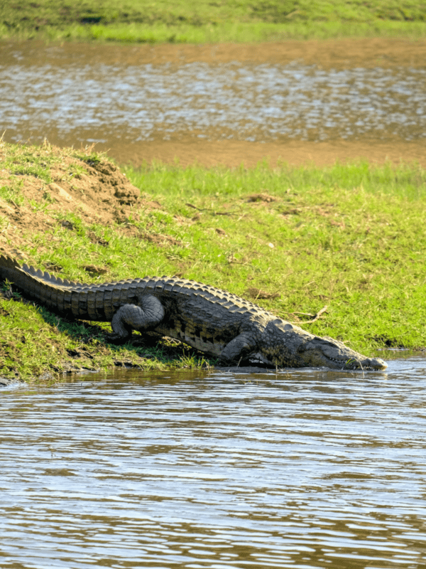 Crocodile safari at best resort in guhagar