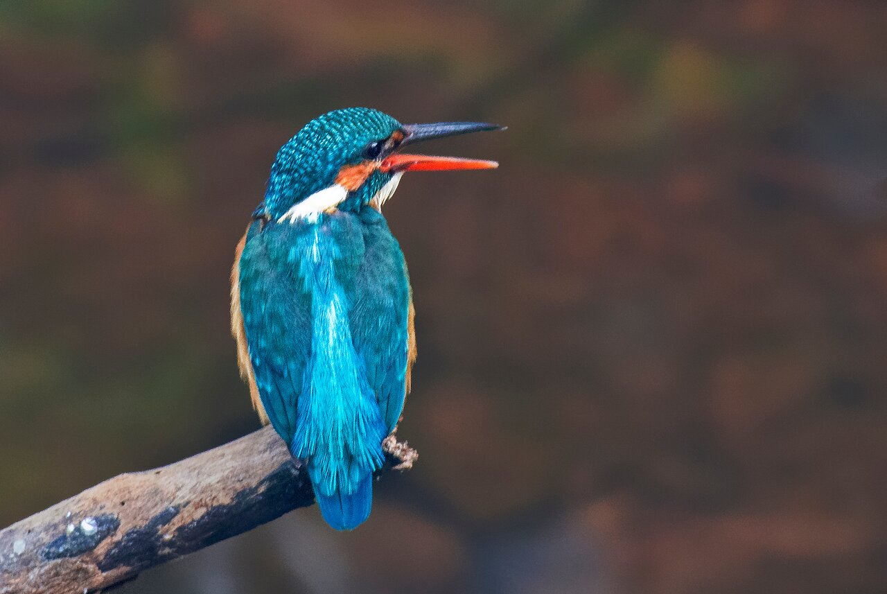 Bird Watching in Guhagar, Ratnagiri – A Paradise for Nature Lovers
