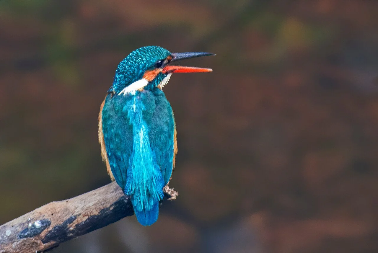 Bird Watching in Guhagar, Ratnagiri – A Paradise for Nature Lovers